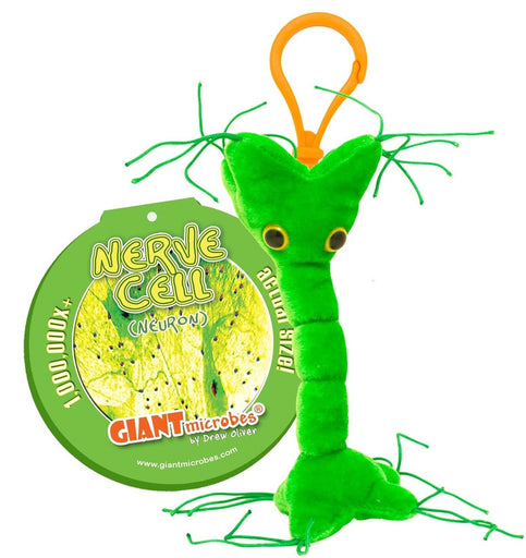 Nerve Cell (Neuron) - GIANTmicrobes® Keychain | img_1 | Foxx Life Sciences Global | shopfls.com