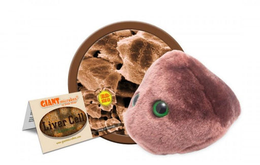 Liver Cell (Hepatocyte) - GIANTmicrobes® Plush Toy  - LabRatGifts - 1
